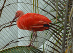 rainforest bird