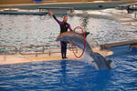 dolphin hoop jump