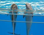 dolphin pair