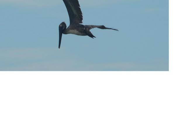 pelican pre dive.jpg