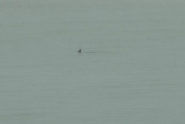beach visitor 4 - a dolphin.jpg