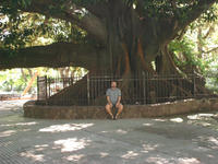 fernando at big tree at Florida plaza